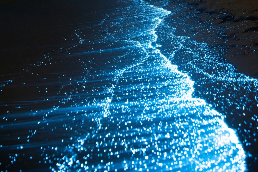 Bioluminescence Bioluminescence