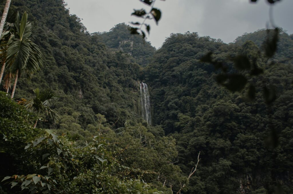 El Yunque jungle El Yunque jungle